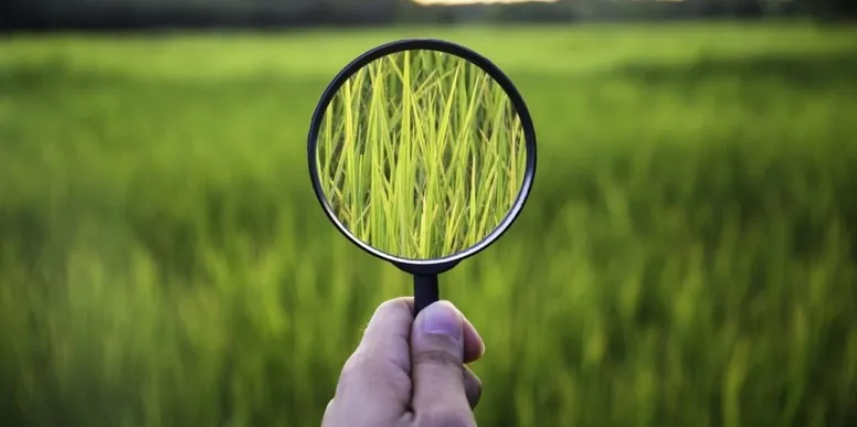 Detailed Site Assessment